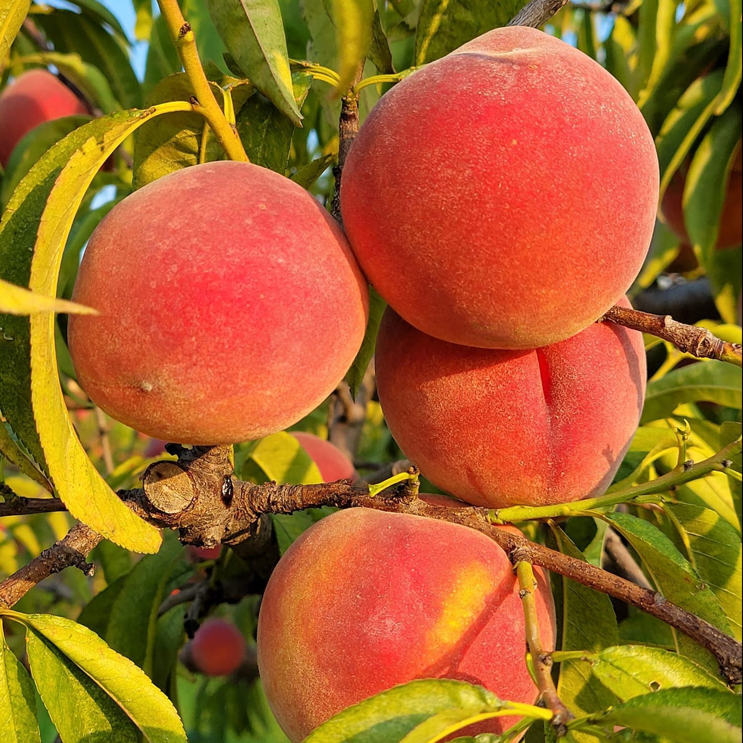 El mejor lugar para recoger manzanas en todos los estados