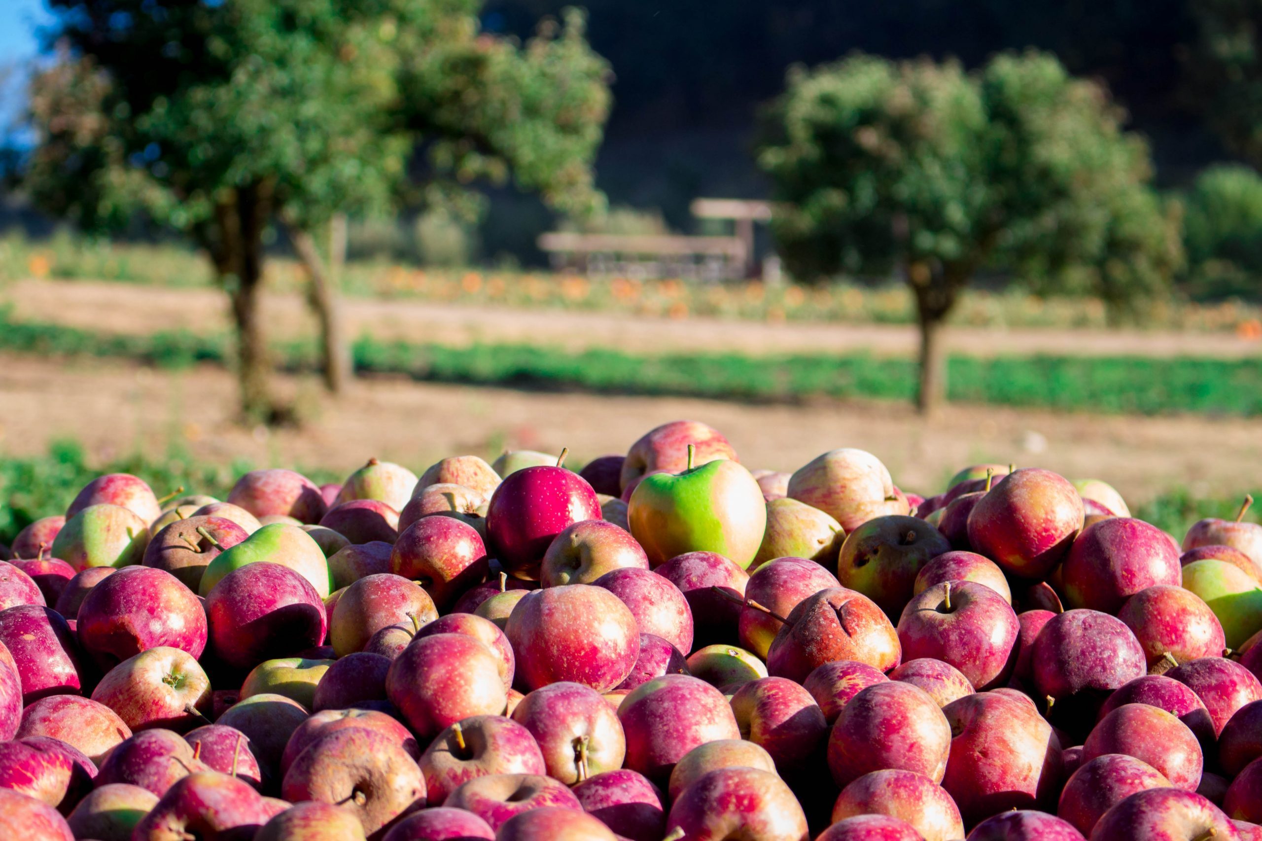 El mejor lugar para recoger manzanas en todos los estados 