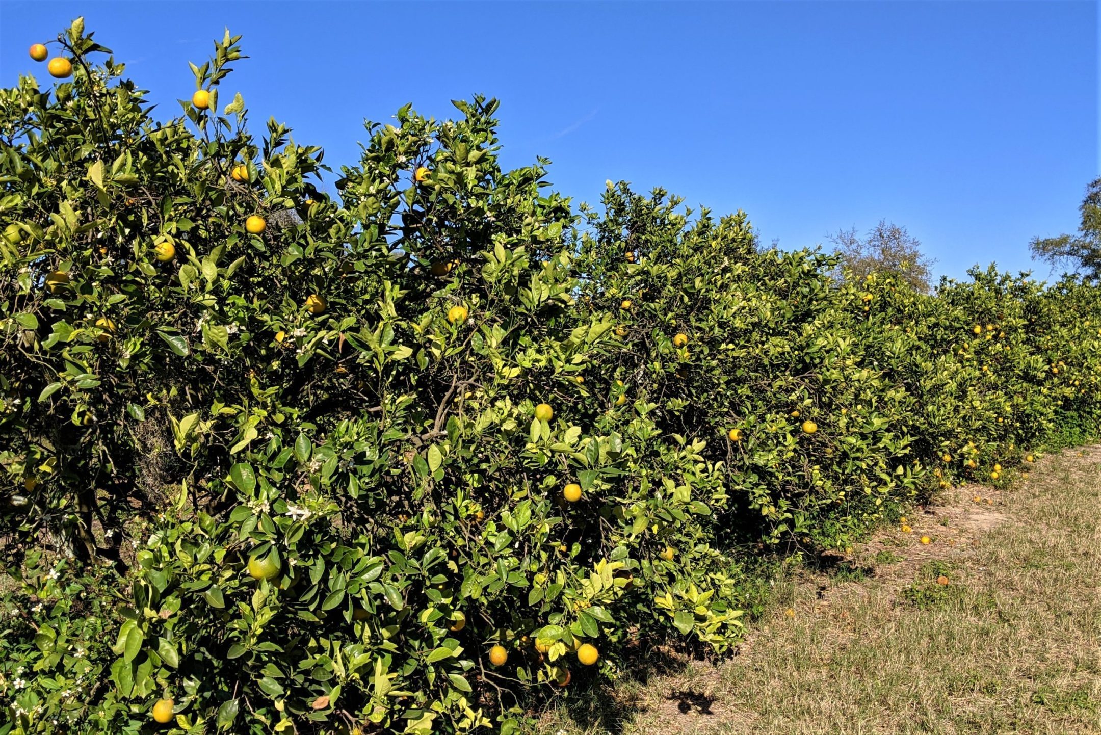 El mejor lugar para recoger manzanas en todos los estados