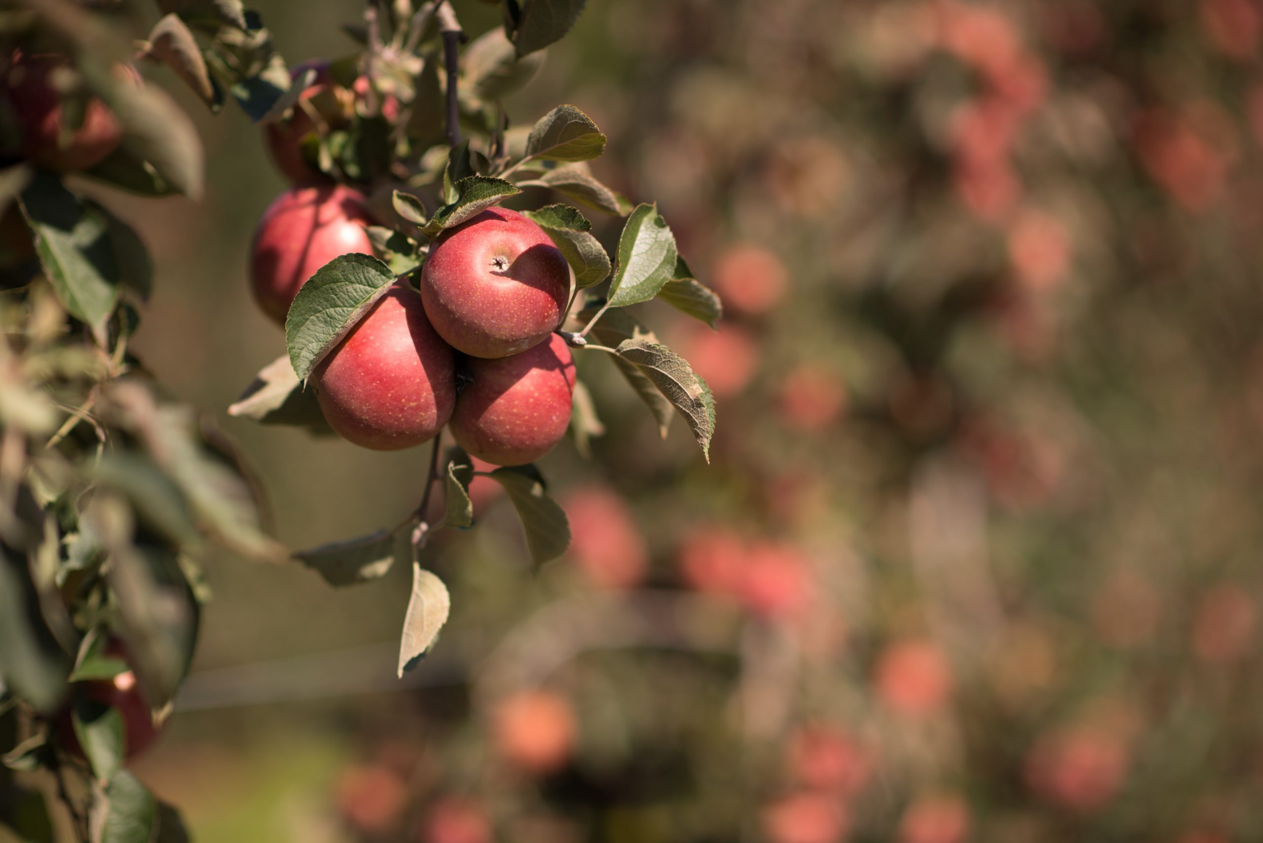 El mejor lugar para recoger manzanas en todos los estados 