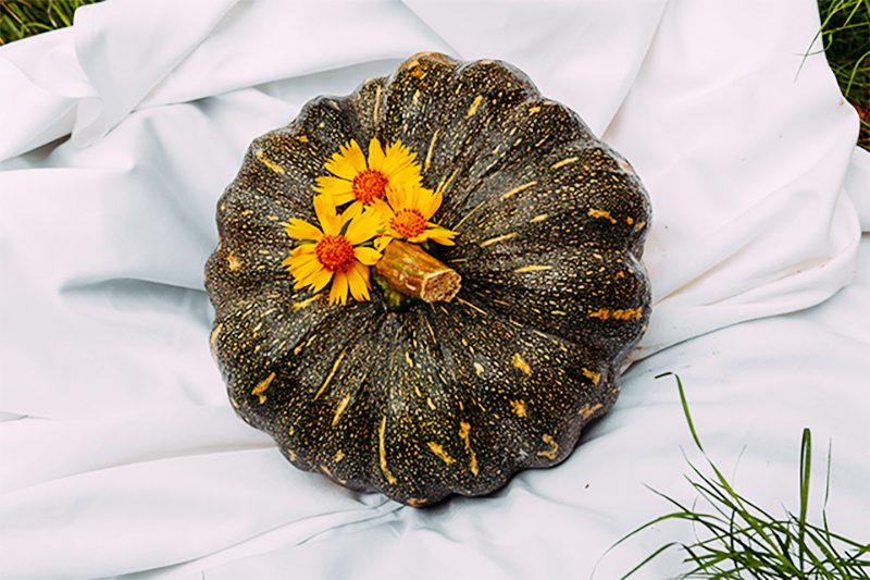 El mejor lugar para recoger manzanas en todos los estados