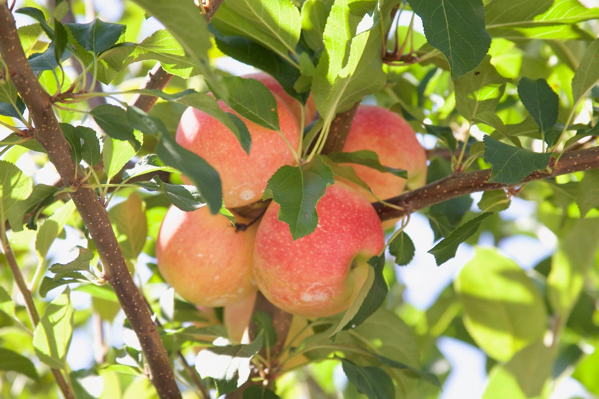 El mejor lugar para recoger manzanas en todos los estados