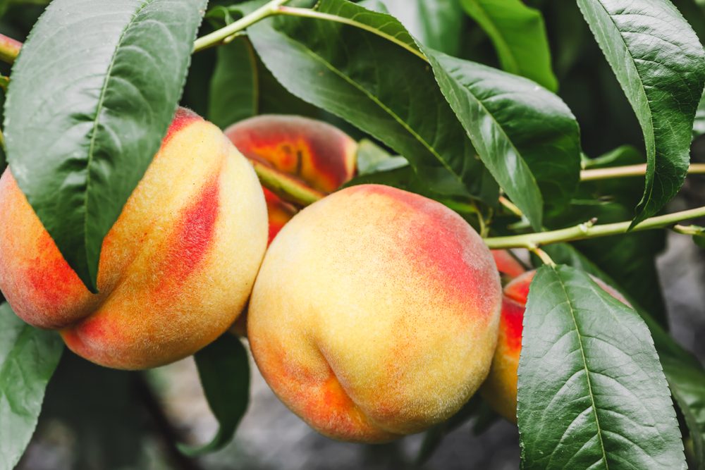 Le meilleur endroit pour aller cueillir des pommes dans chaque État 