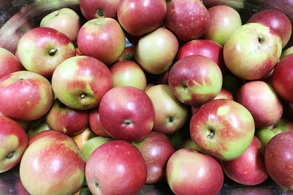 El mejor lugar para recoger manzanas en todos los estados