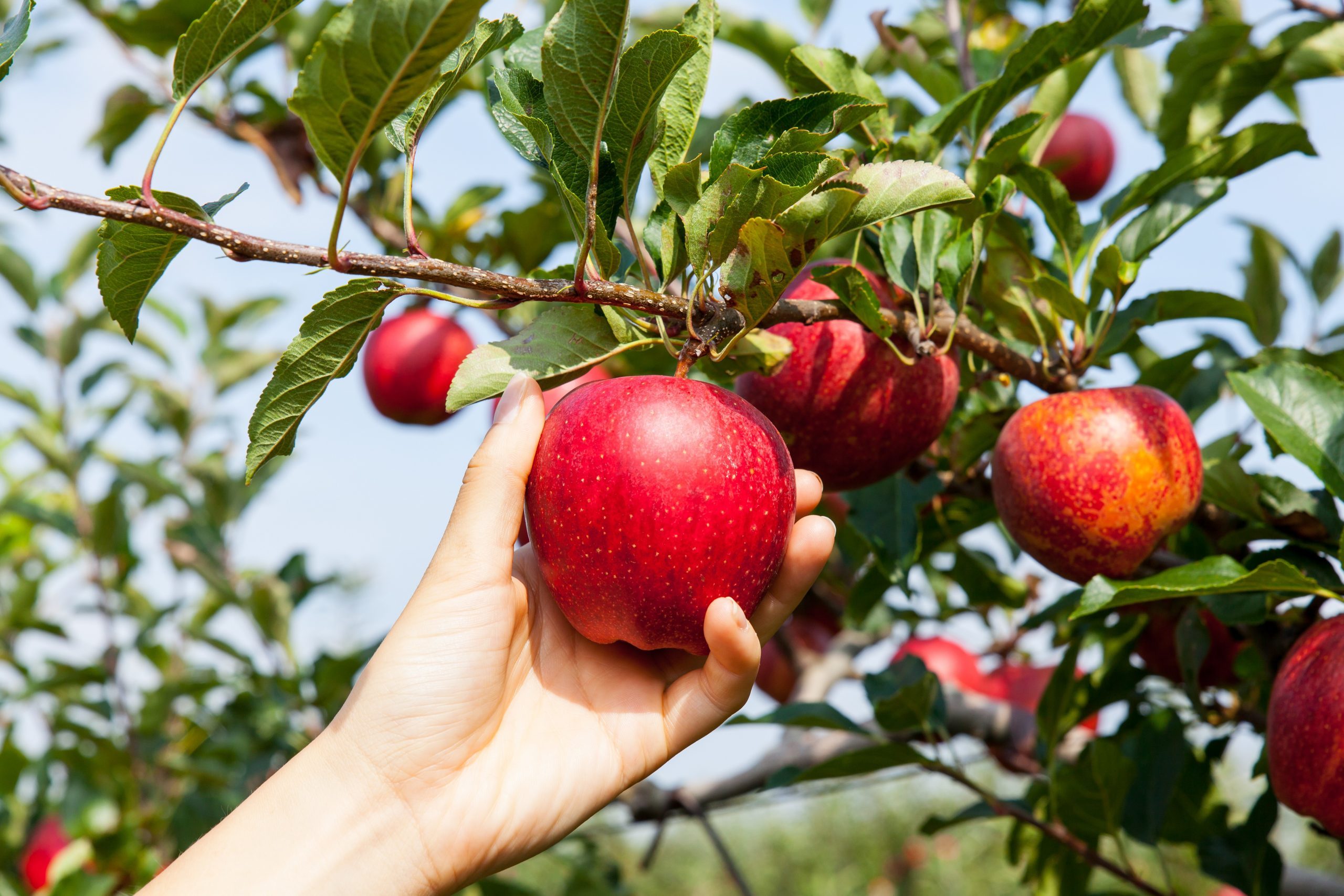 Le meilleur endroit pour aller cueillir des pommes dans chaque État 