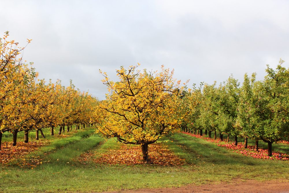 El mejor lugar para recoger manzanas en todos los estados 