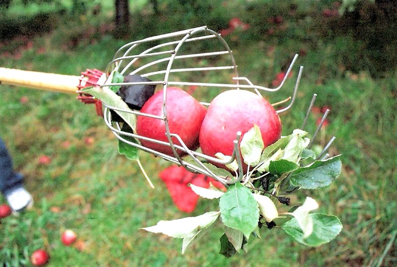 El mejor lugar para recoger manzanas en todos los estados 