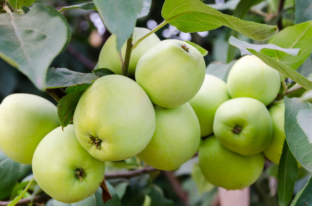 El mejor lugar para recoger manzanas en todos los estados 