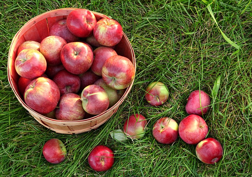 El mejor lugar para recoger manzanas en todos los estados 