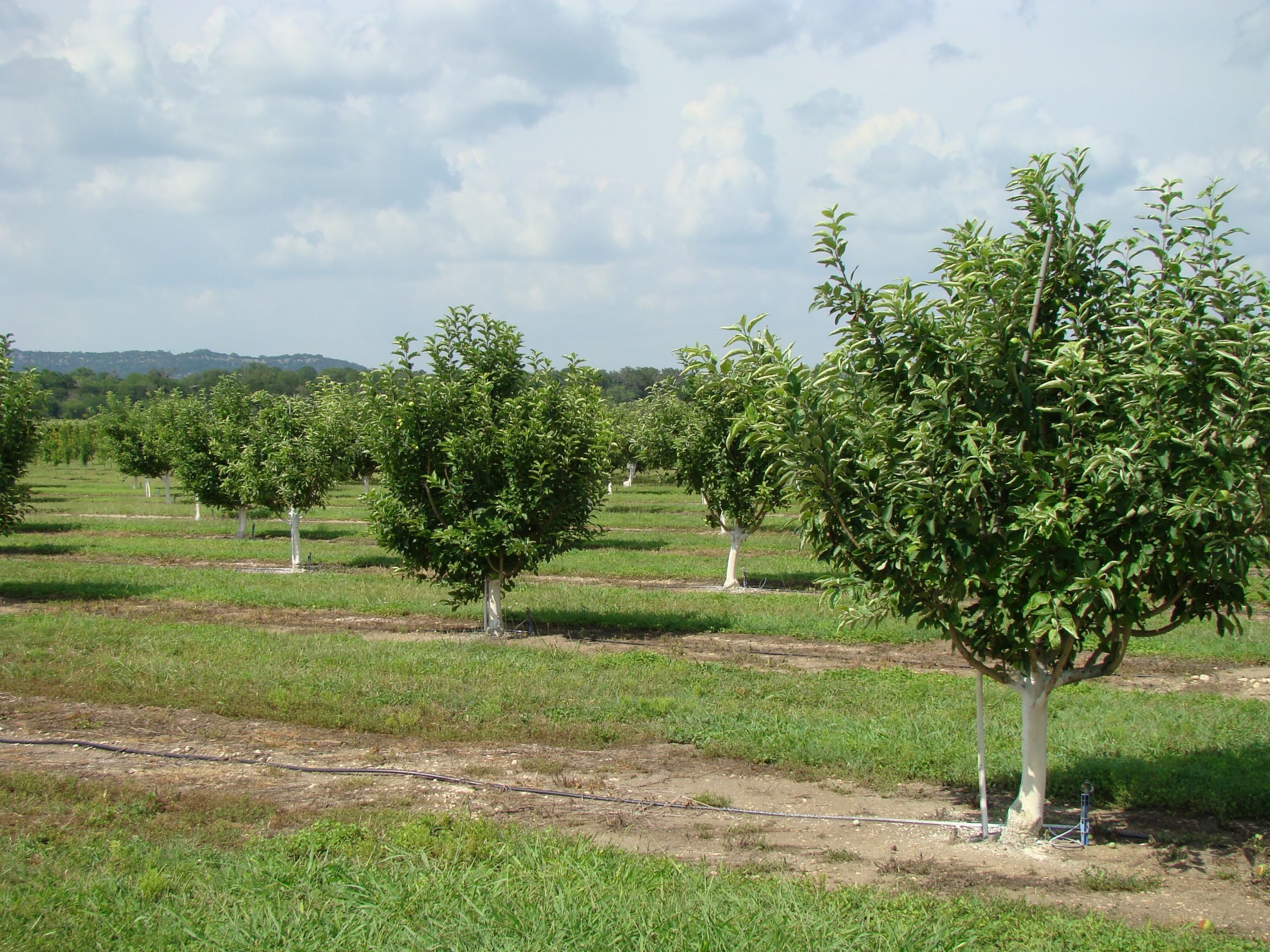 El mejor lugar para recoger manzanas en todos los estados 