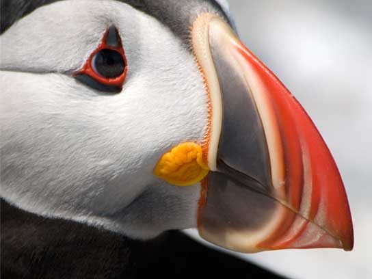 Estas fotos perfeitas dos papagaios-do-mar do Maine lhe darão esperança sobre a natureza 