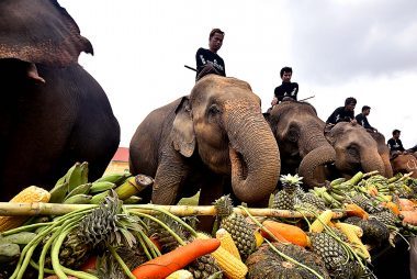 Cómo Elephant Polo está salvando a los elefantes y a los niños con autismo 