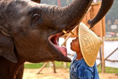 Comment Elephant Polo sauve les éléphants et les enfants autistes 