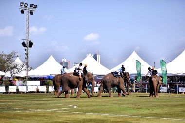 Como o Elephant Polo está salvando os elefantes - e crianças com autismo 