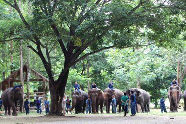 Como o Elephant Polo está salvando os elefantes - e crianças com autismo 