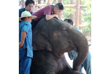 Como o Elephant Polo está salvando os elefantes - e crianças com autismo 