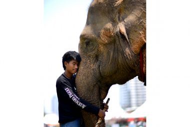Como o Elephant Polo está salvando os elefantes - e crianças com autismo 
