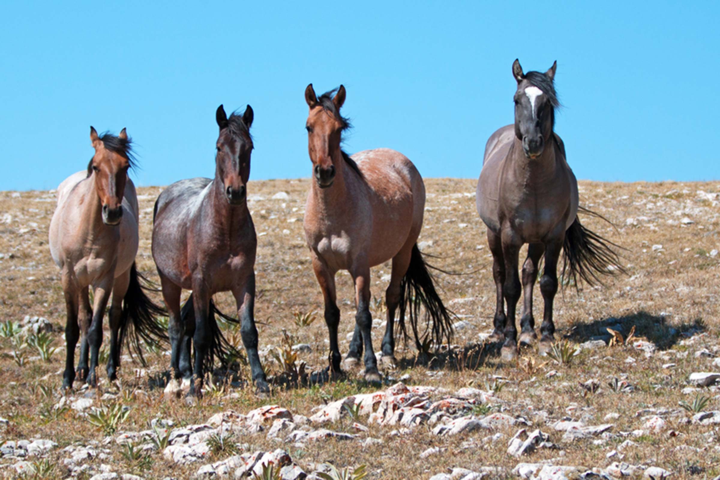 6 luoghi in cui è ancora possibile avvistare maestosi cavalli selvaggi in roaming 