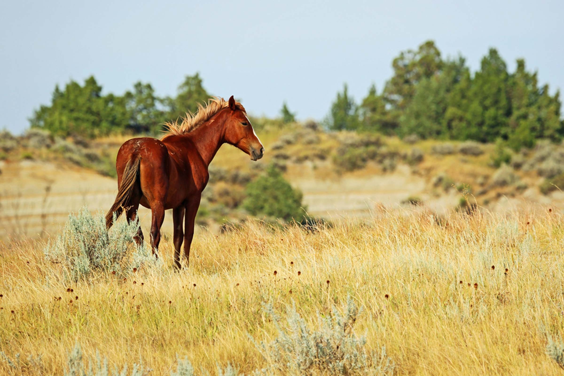 6 lugares onde você ainda pode avistar majestosos cavalos selvagens em roaming 