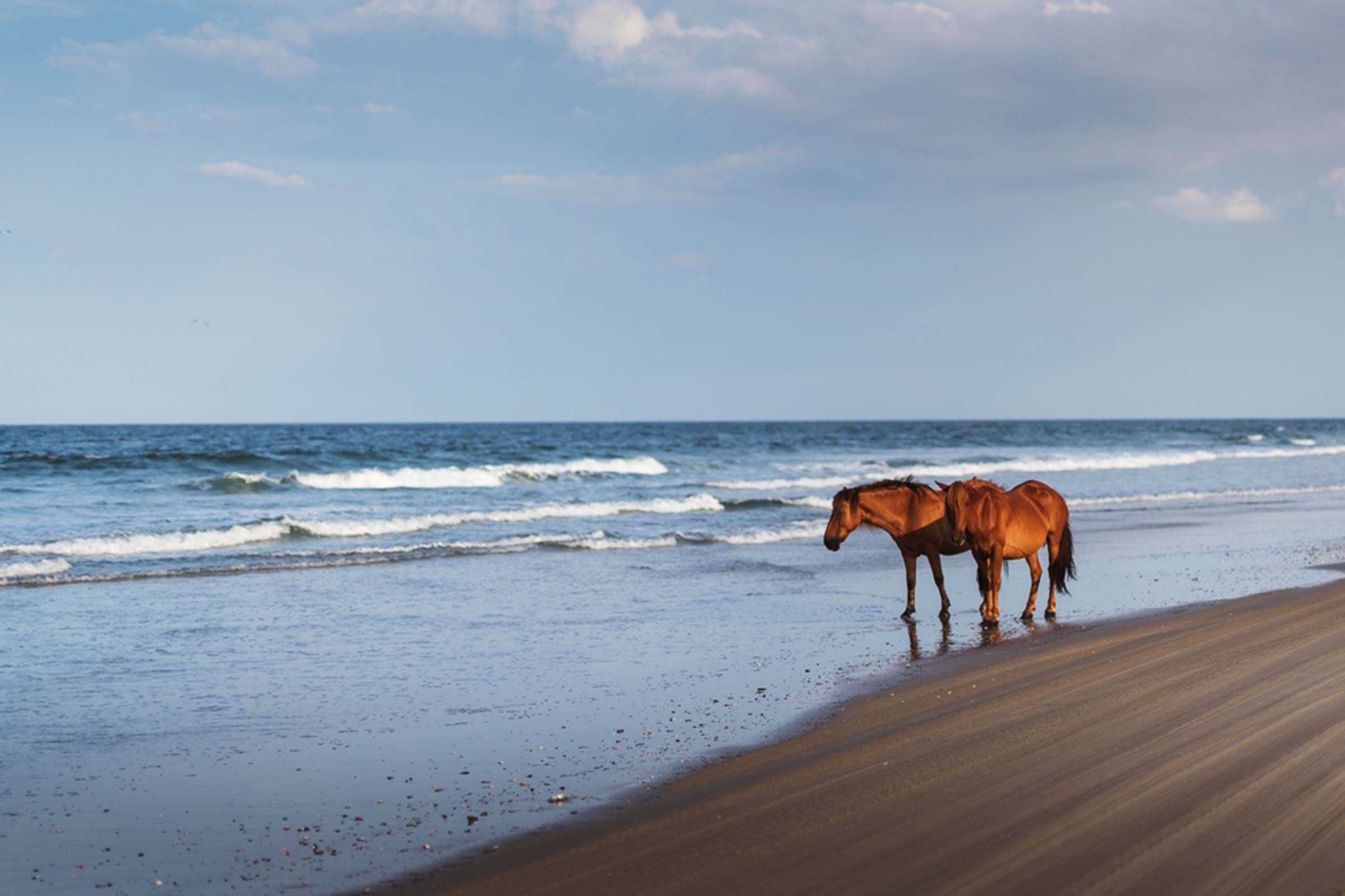 6 lugares donde todavía puedes ver majestuosos caballos salvajes deambulando 