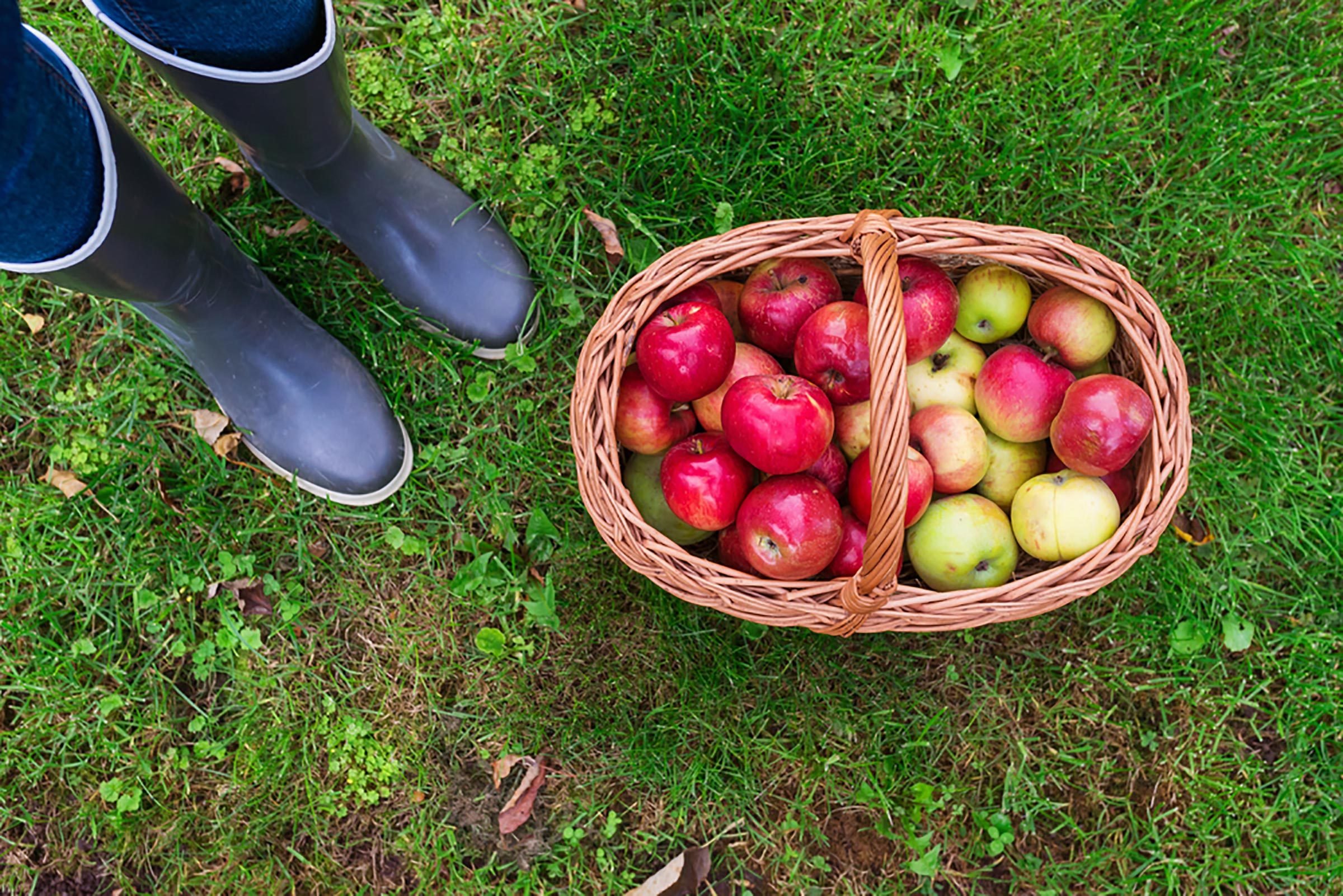 りんご狩りの正しい方法—そしてりんご狩りに行く前に知っておくべき8つのこと 
