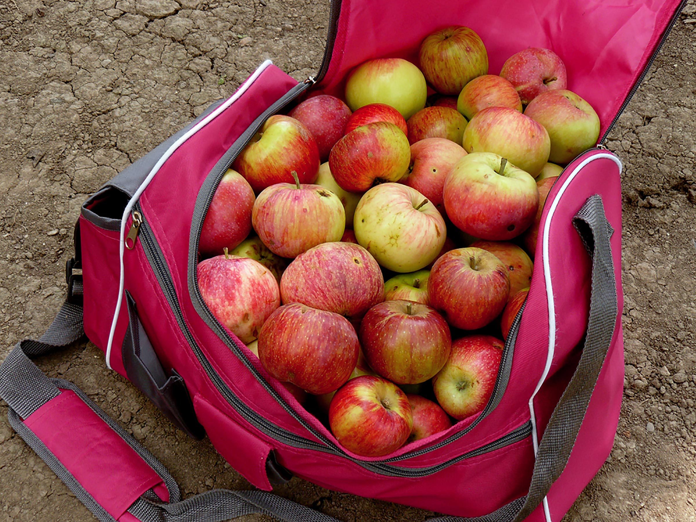 La forma correcta de elegir una manzana y otras 8 cosas que debe saber antes de elegir una manzana 
