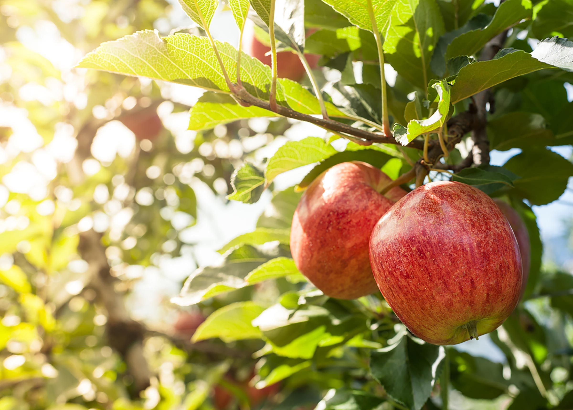 Cara yang Tepat untuk Memetik Apel—dan 8 Hal Lain yang Perlu Diketahui Sebelum Anda Memetik Apel 
