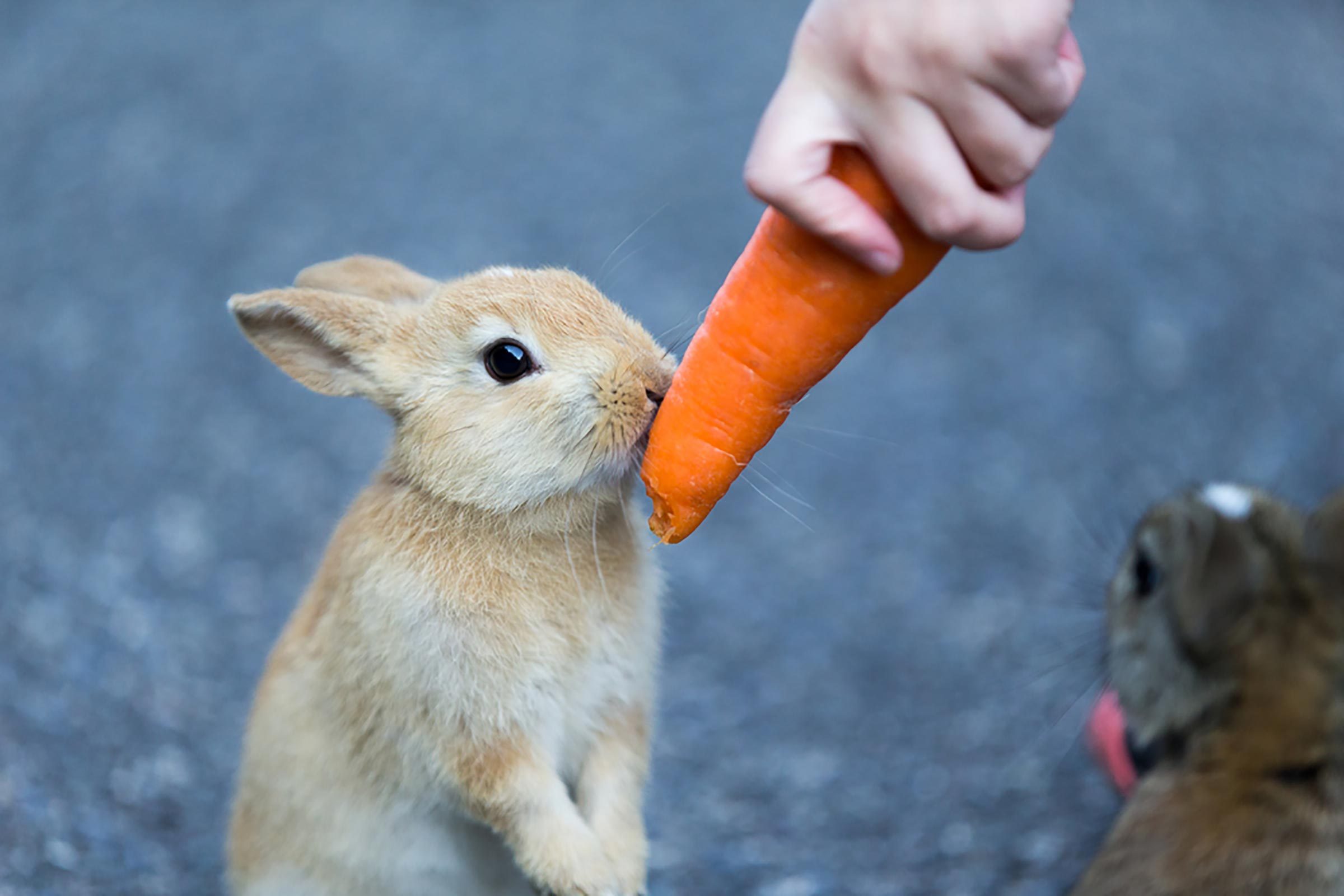 10 choses folles que vous ne pouvez trouver qu au Japon 