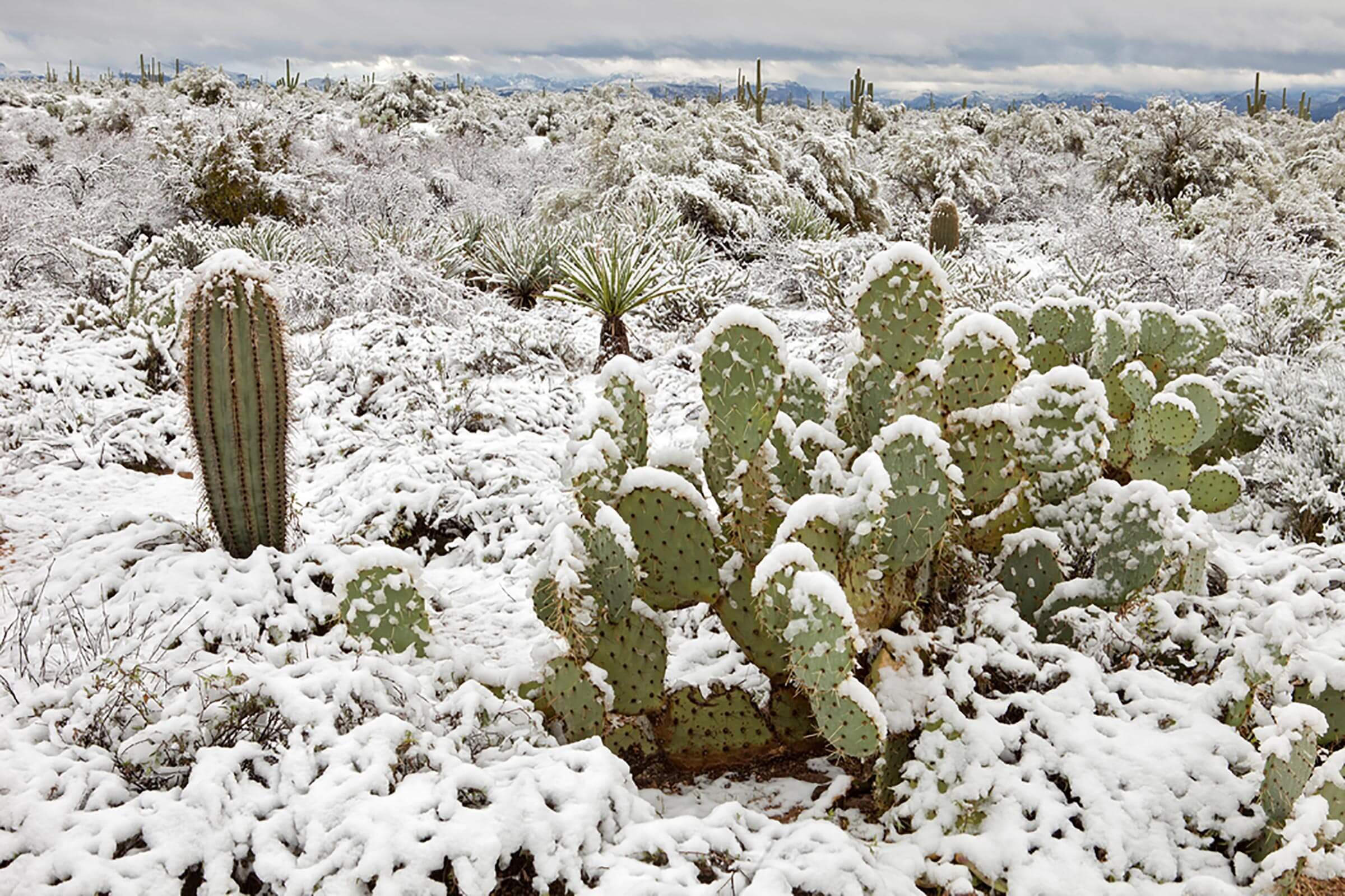 8 posti sorprendenti che non crederesti mai che sia nevicato 