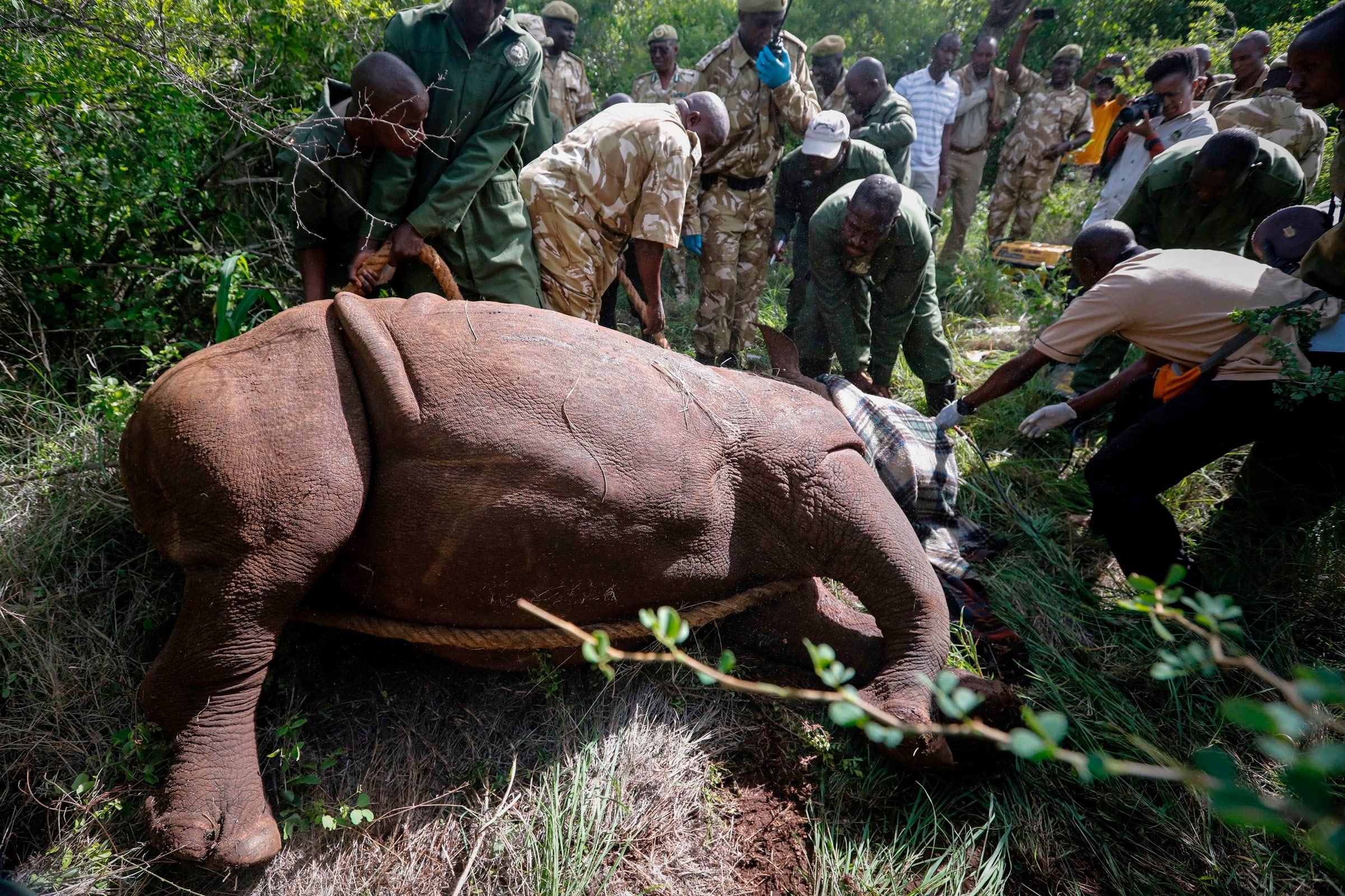 15 choses que vous ne saviez jamais sur les rhinocéros 