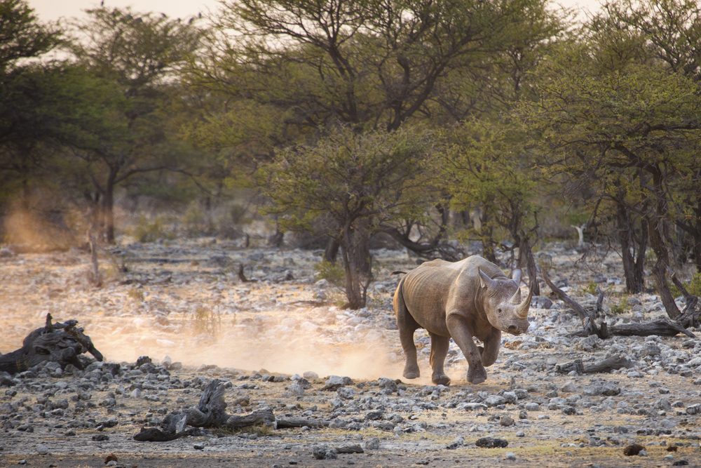 15 choses que vous ne saviez jamais sur les rhinocéros 