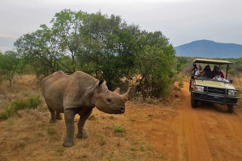 15 choses que vous ne saviez jamais sur les rhinocéros 