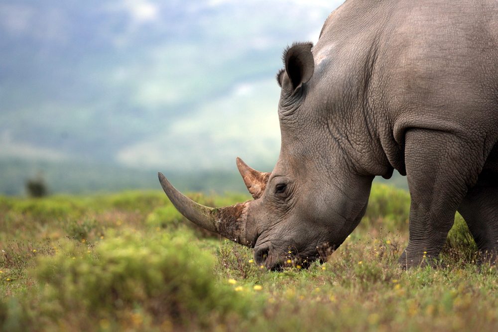 15 choses que vous ne saviez jamais sur les rhinocéros 