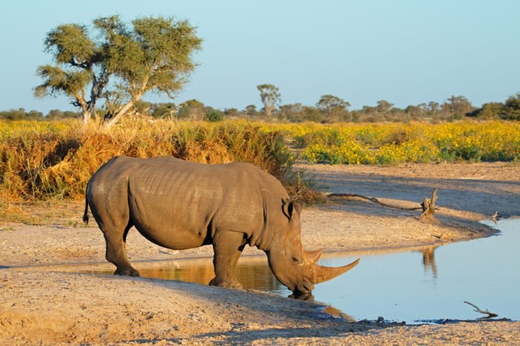 15 choses que vous ne saviez jamais sur les rhinocéros 