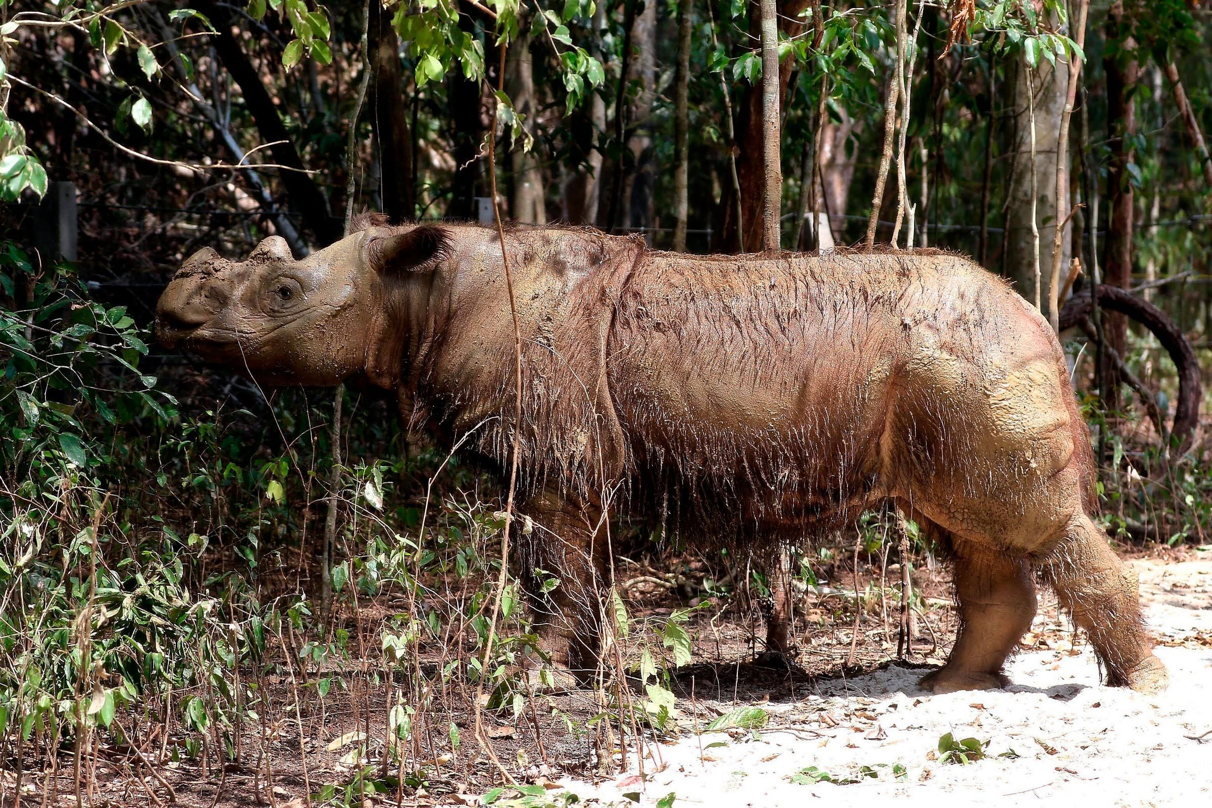 15 choses que vous ne saviez jamais sur les rhinocéros 