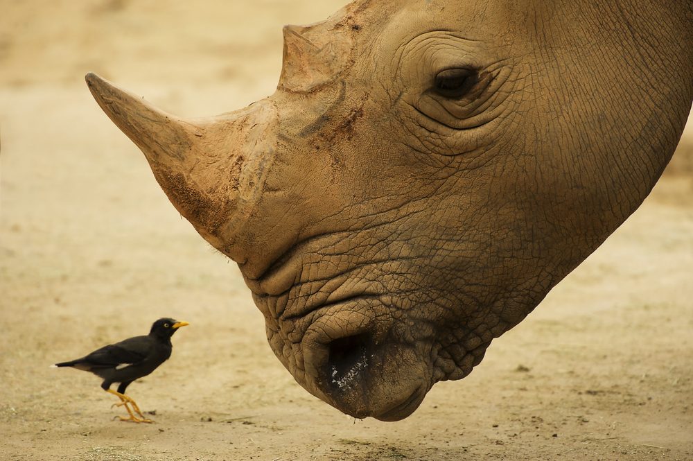 15 choses que vous ne saviez jamais sur les rhinocéros 