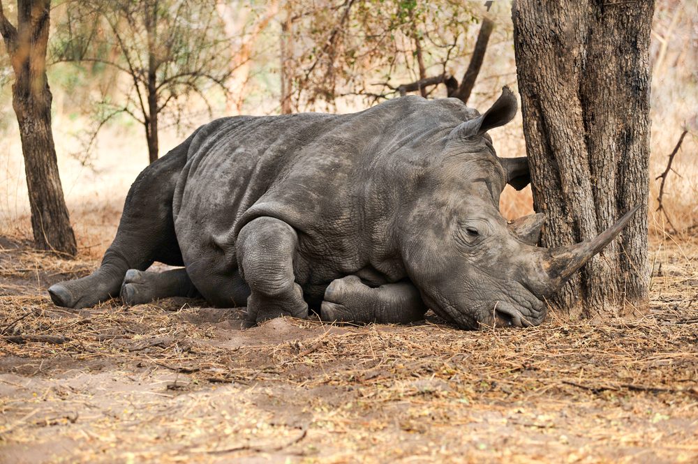 15 choses que vous ne saviez jamais sur les rhinocéros 