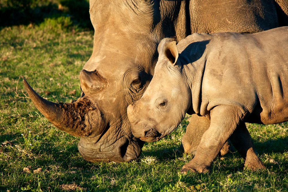 15 choses que vous ne saviez jamais sur les rhinocéros 