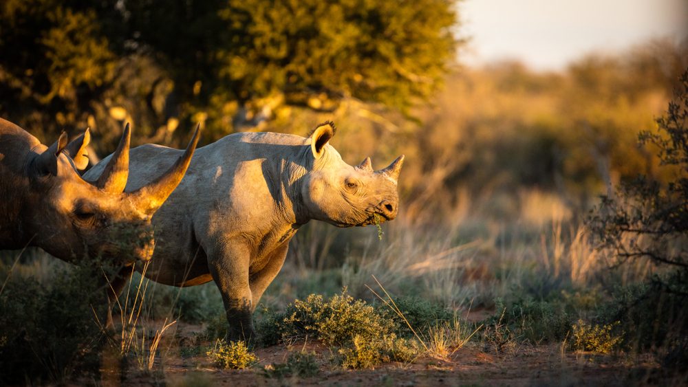 15 choses que vous ne saviez jamais sur les rhinocéros 