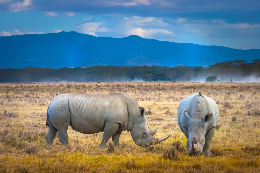 15 choses que vous ne saviez jamais sur les rhinocéros 