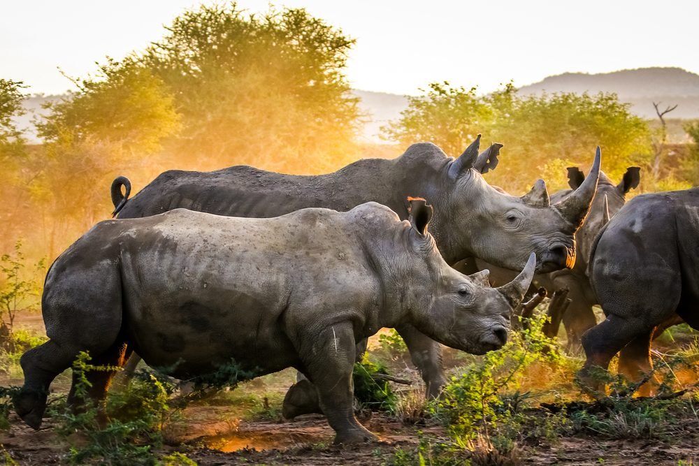 15 coisas que você nunca soube sobre rinocerontes 
