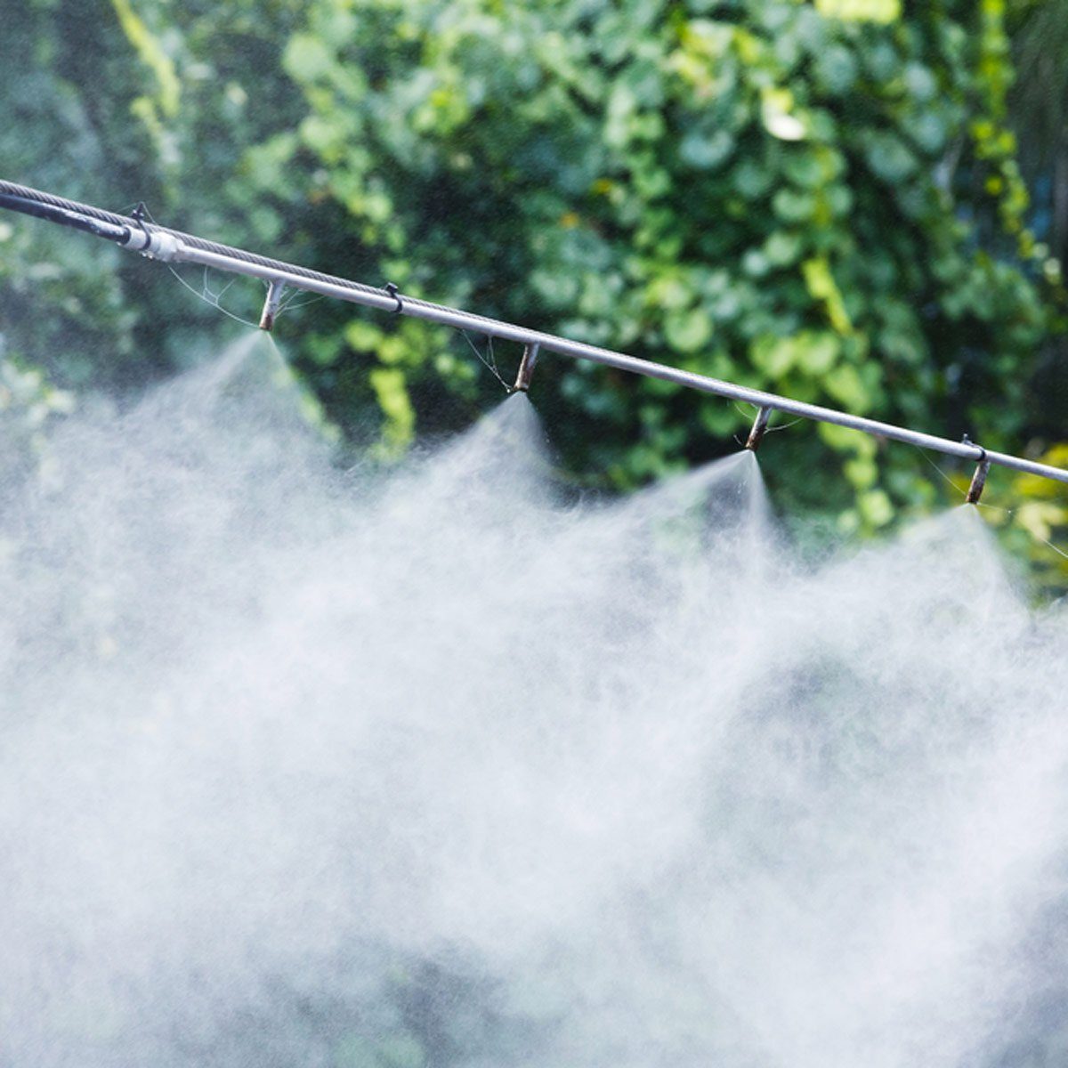 7 Mitos Tentang Pengendalian Nyamuk Yang Harus Anda Berhenti Percayai 