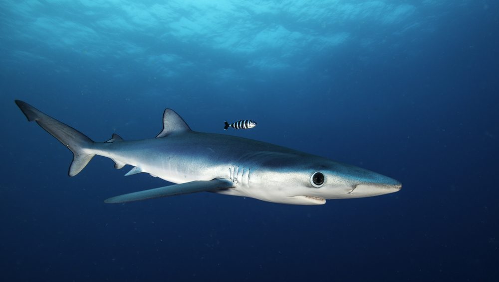 Pemandangan Laut Dalam Paling Menakjubkan di Dunia 