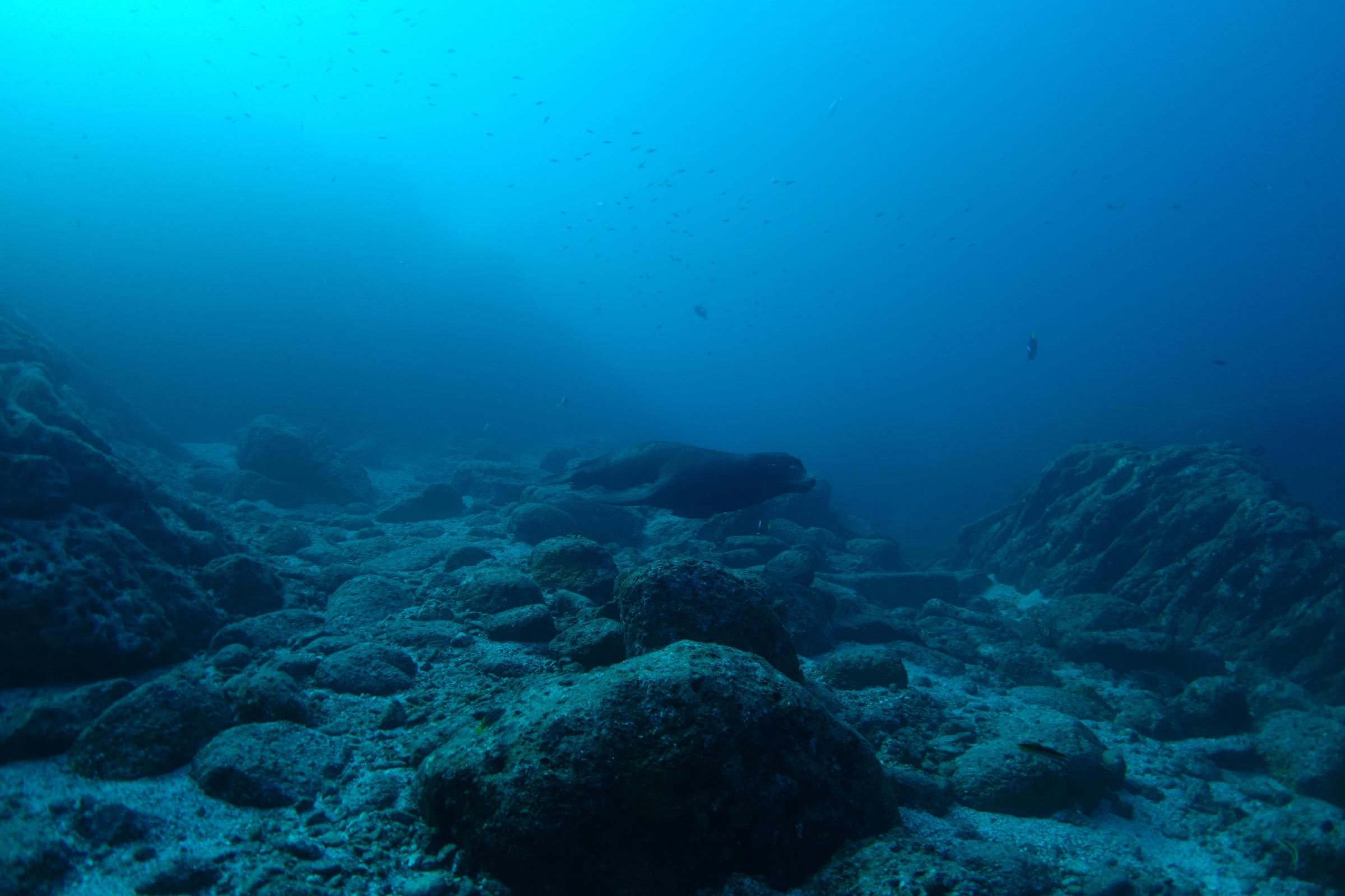 海底で見つけることができる13の最も不気味なもの 