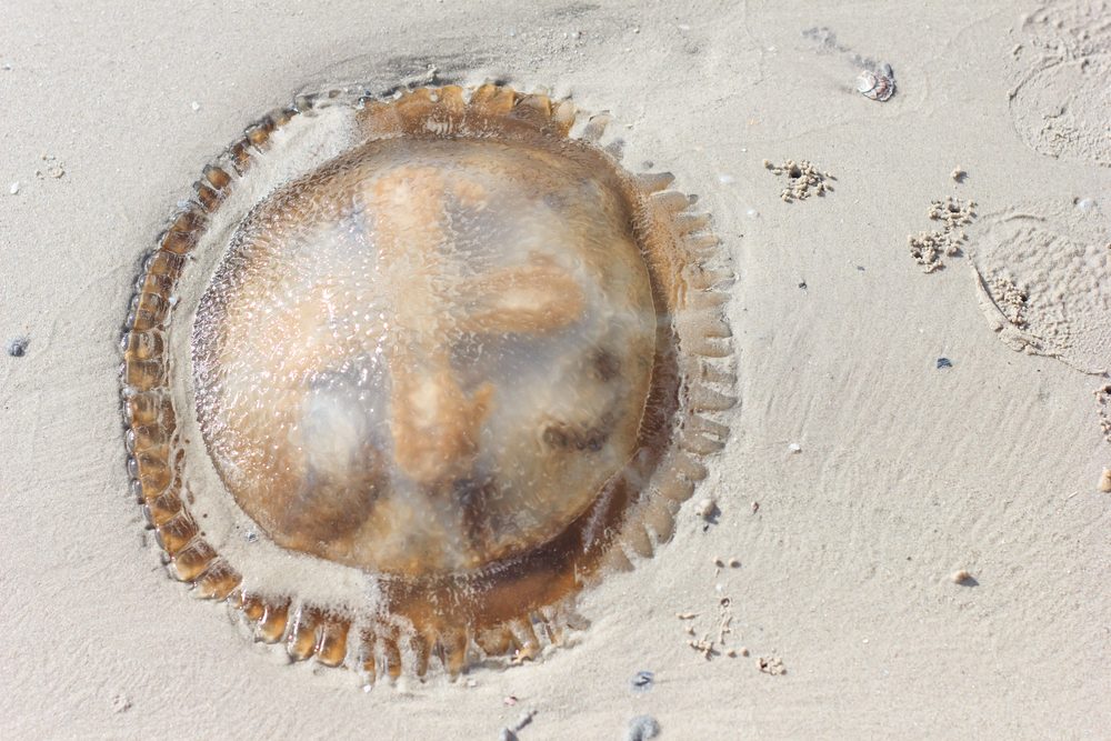 12 pericoli nascosti da spiaggia che devi prendere sul serio 