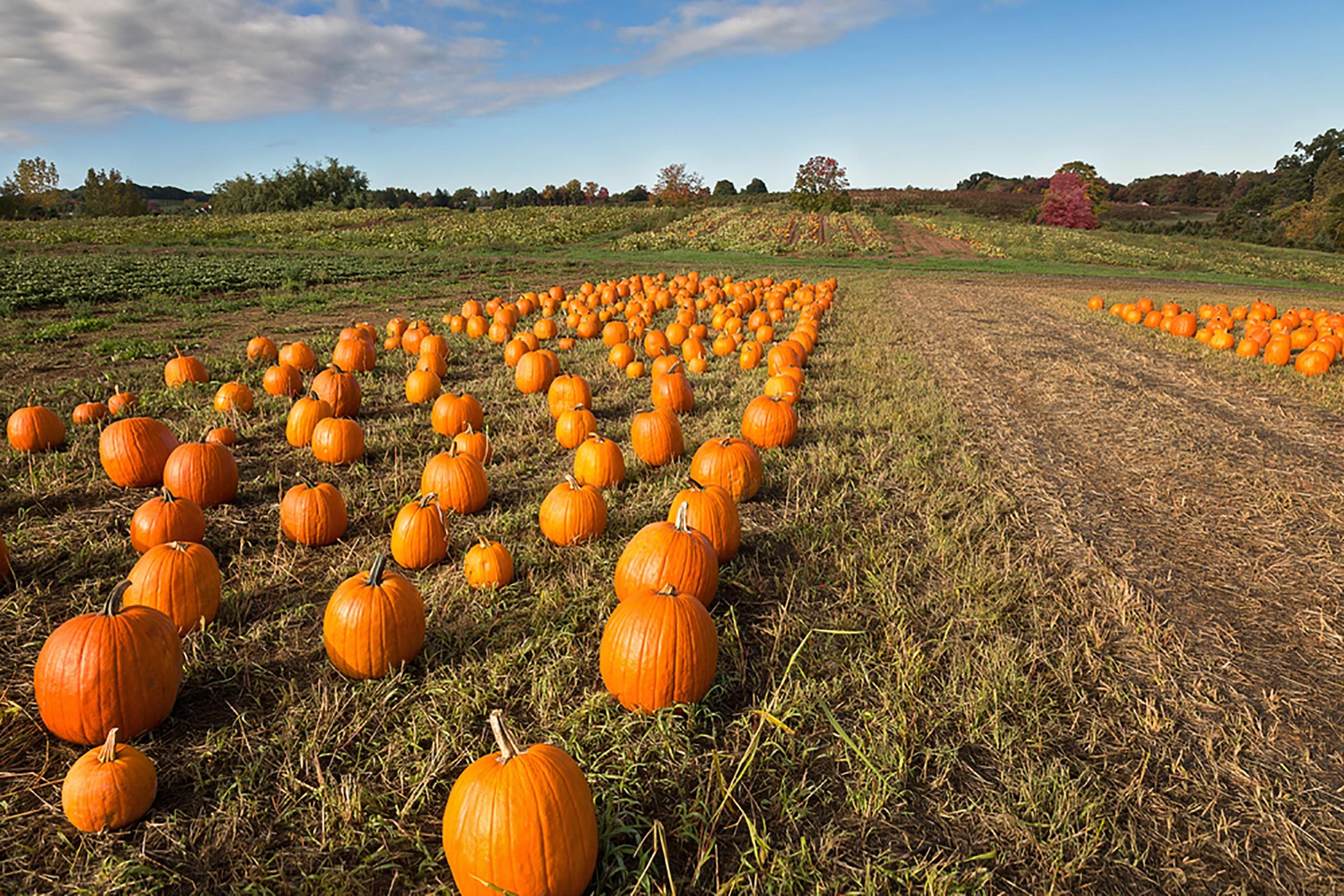 10 ideas divertidas para una hermosa escapada familiar de fin de semana de otoño 