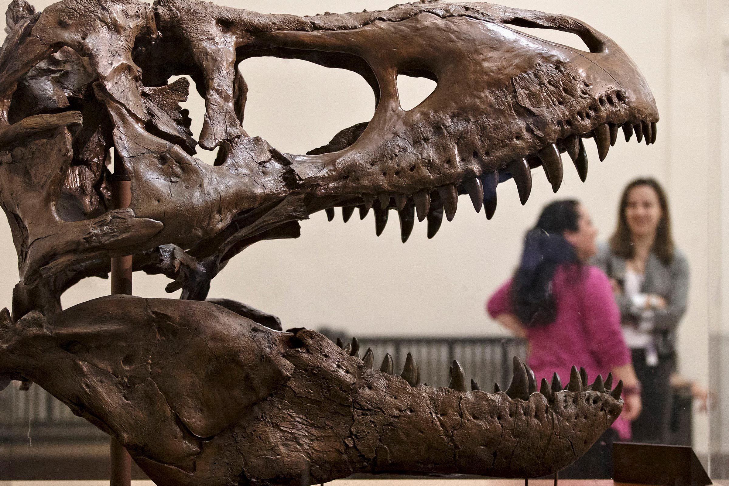 世界最高の恐竜博物館の12 