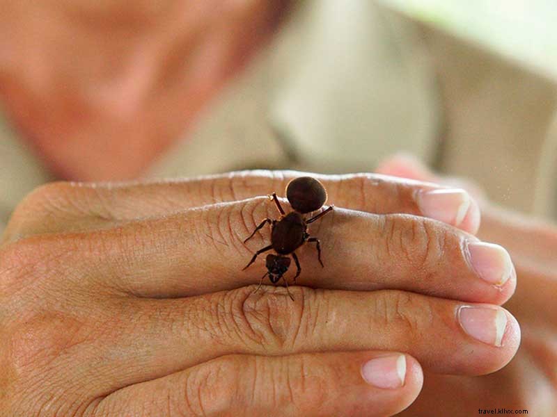 El increíble mundo de las hormigas 