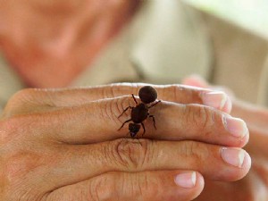 Le monde incroyable des fourmis 