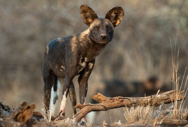 Galeria de fotos:10 fotos impressionantes de cães selvagens africanos 
